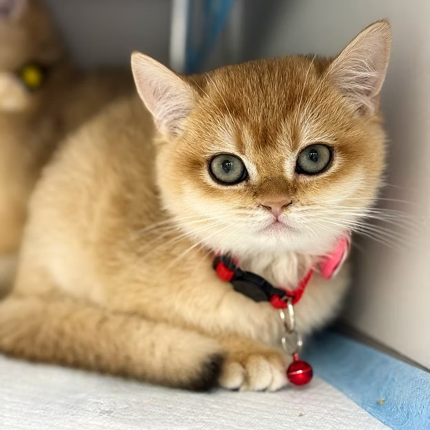 Piccolino (TN) British shorthair male kitten
