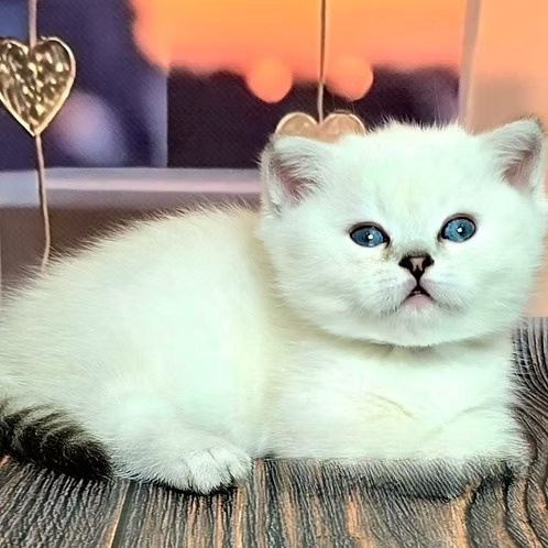 Dolce (U) Munchkin shorthair male kitten