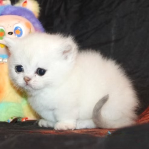 Mokoko (R) Munchkin shorthair female kitten