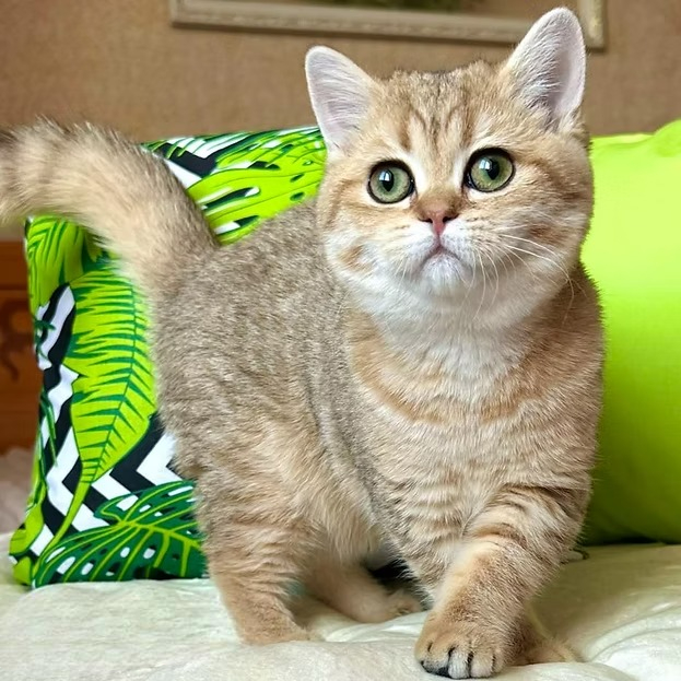 Lilian (U) British shorthair female kitten