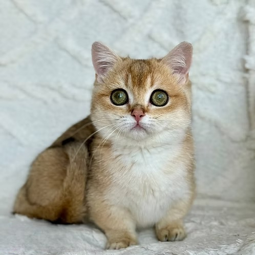 Olana (U) Munchkin shorthair female kitten