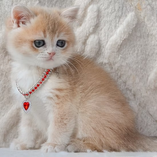Yasya (U) British shorthair female kitten