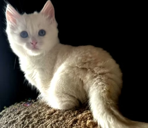 Tosia (R) Munchkin shorthair female kitten