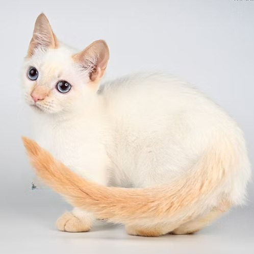 Tristan (U) Munchkin shorthair male kitten