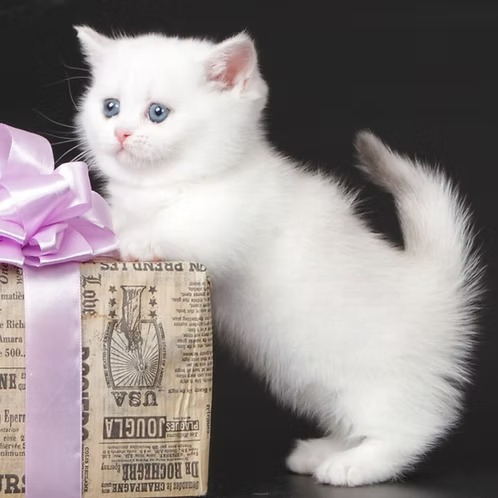 Trisha (U) Munchkin female kitten