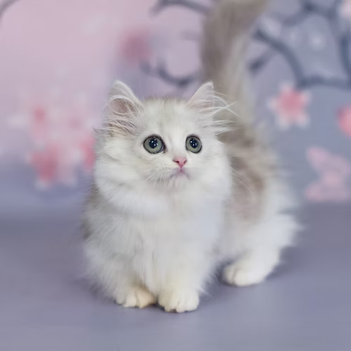 Zara (U) Munchkin longhair female kitten