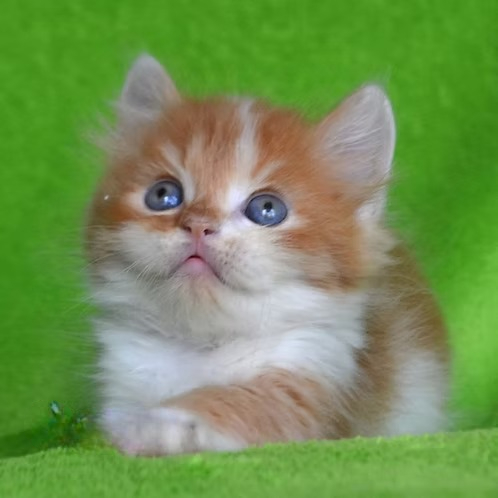 Lucky (U) Munchkin shorthair male kitten