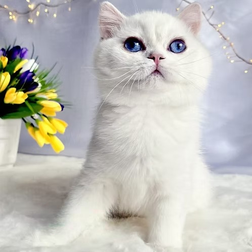 Armany (R) British shorthair male kitten
