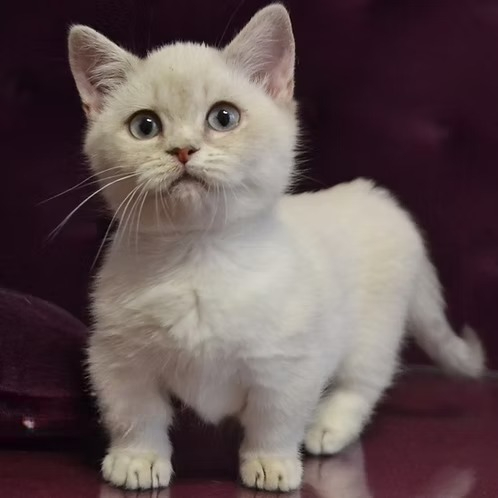 Rafaela (U) Munchkin shorthair female kitten