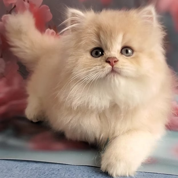 Princess (U) British longhair female kitten