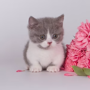 Darina (U) Munchkin shorthair female kitten