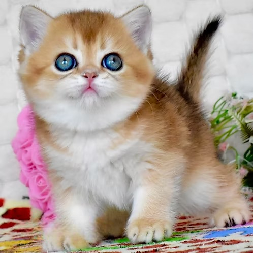 Wayllet (U) British shorthair female kitten