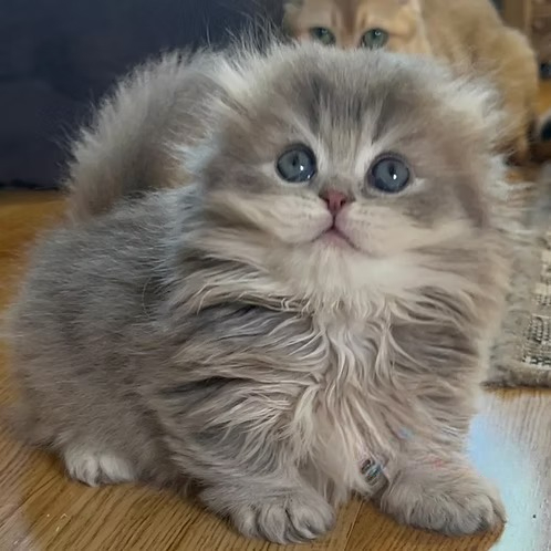 Marcus (R) Scottish Kilt (Munchkin) male kitten