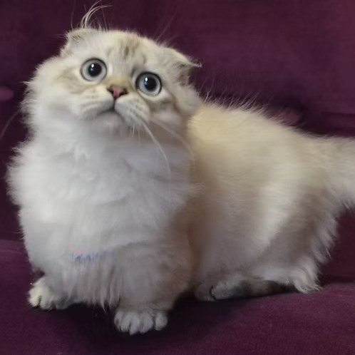 Wilyam (U) Scottish Kilt (Munchkin) male kitten