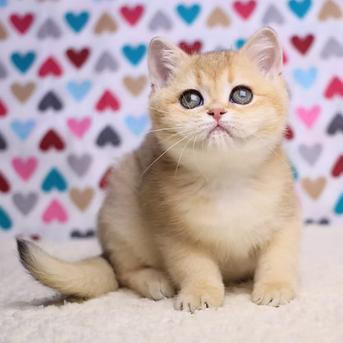 Yara (U) British shorthair female kitten