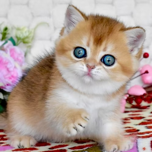 Kittens For Sale