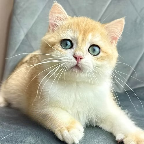 Ike (U) British shorthair male kitten