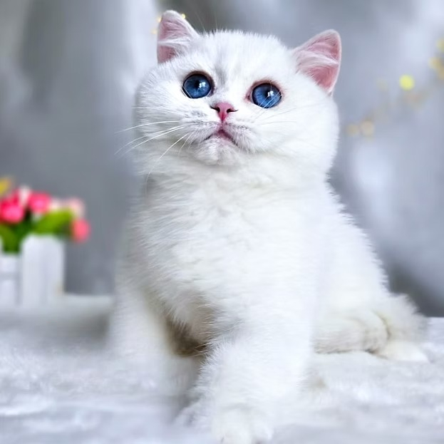 Chala (R) British shorthair female kitten