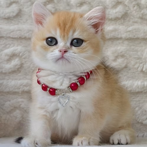 Bambi (U) British shorthair female kitten