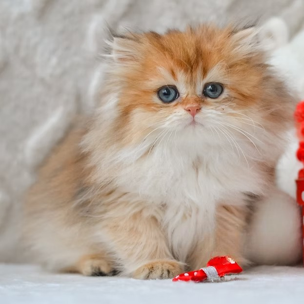 Selena (U) British longhair female kitten