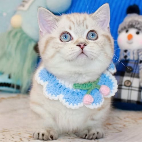 Harry Potter (U) Munchkin shorthair male kitten