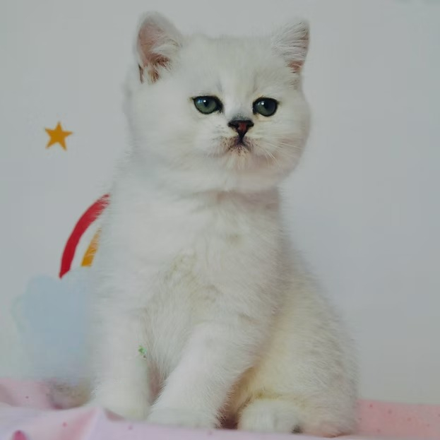 Klooney (U) British shorthair female kitten