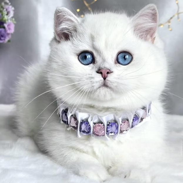 Uslada (R) British shorthair female kitten