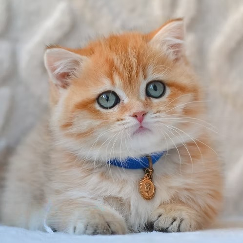 Tom (U) Munchkin shorthair male kitten