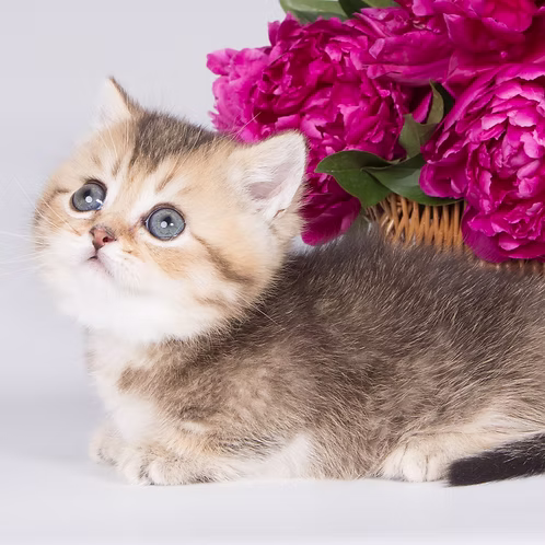 Orbey (U) Munchkin shorthair male kitten