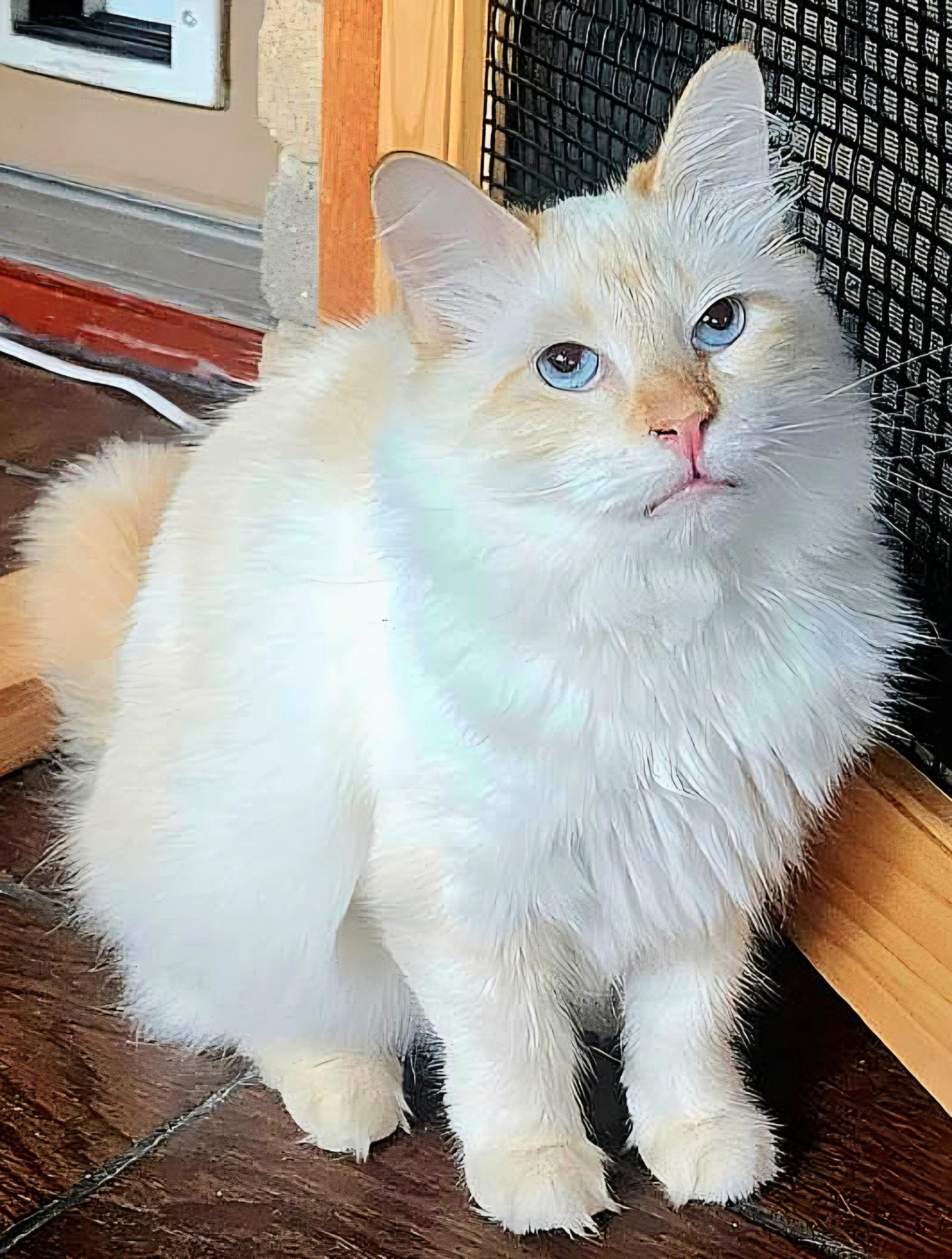 Blossom (U) Ragdoll female kitten