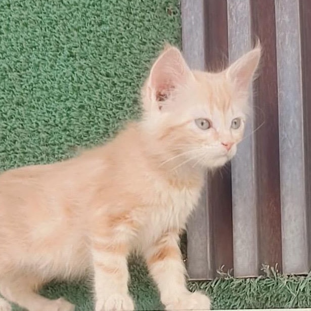 Shadow (R) Maine Coon female kitten