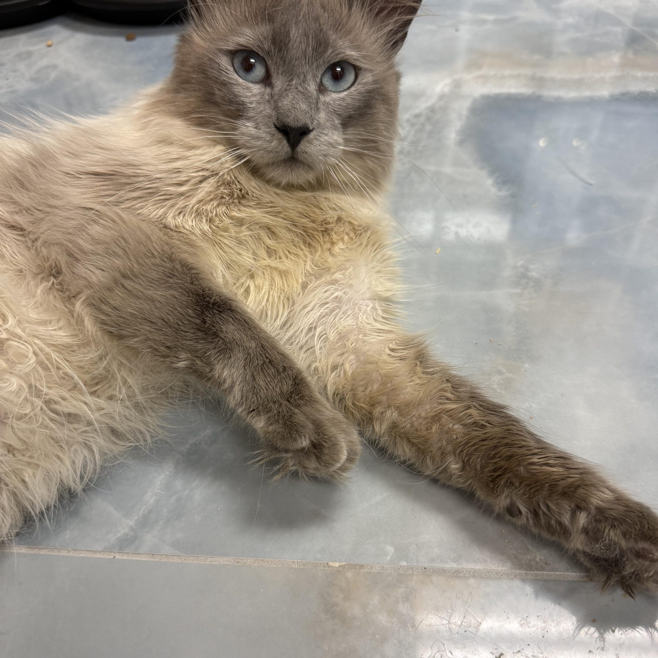 Gideon (U) Ragdoll male kitten