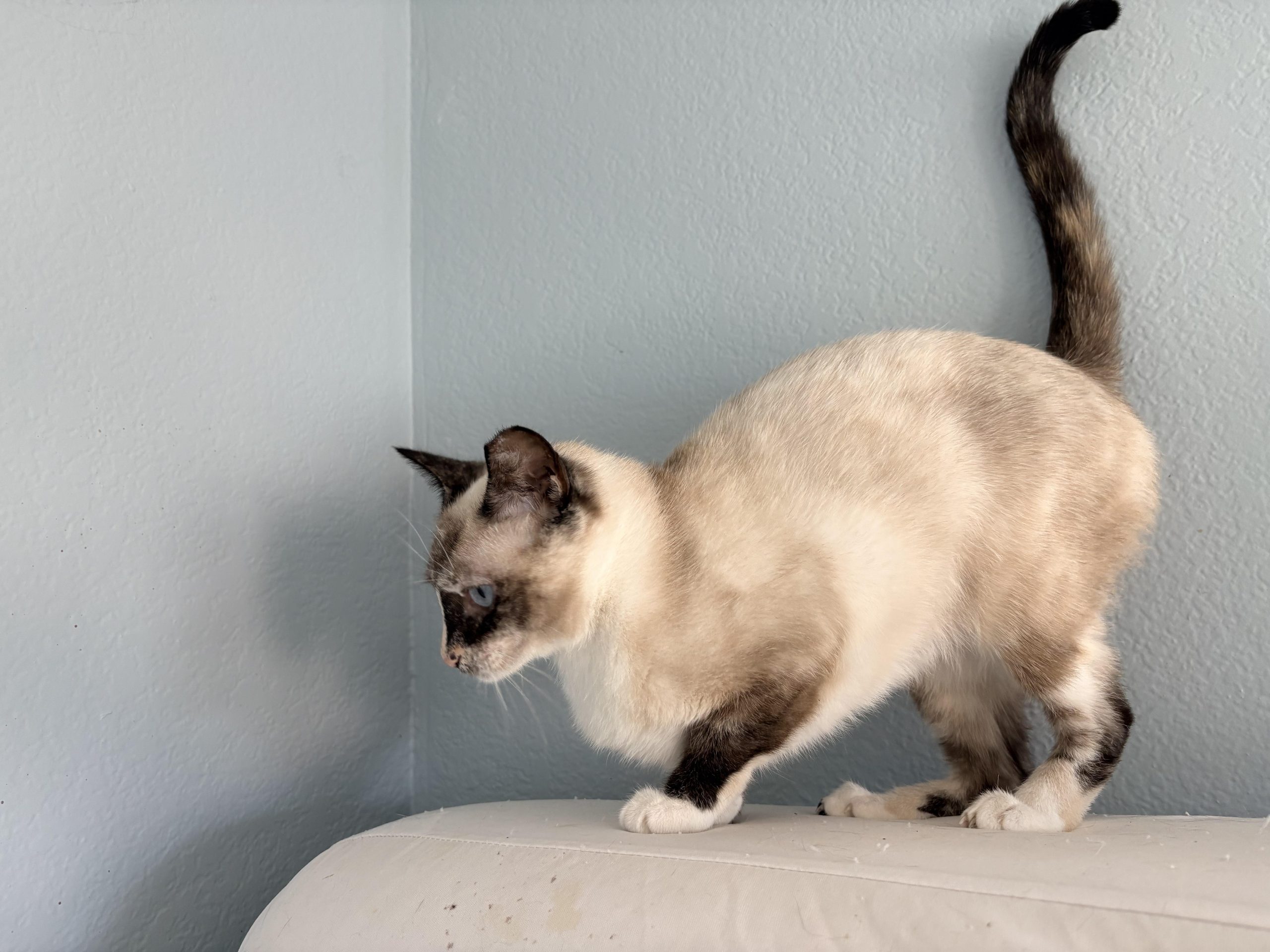 Sora (U) Siamese female kitten