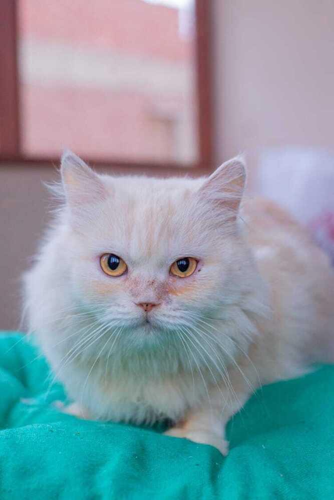 Jasmine (U) Persian female kitten
