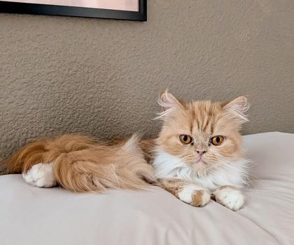 Cleo (R) Persian female kitten