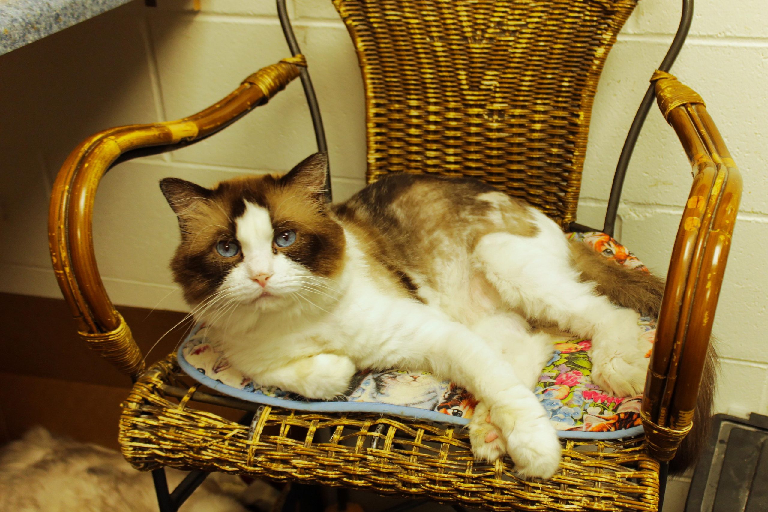 Arthur (R) Ragdoll male kitten