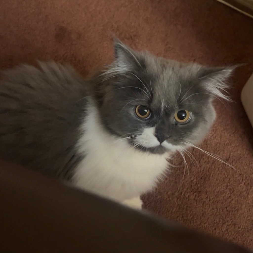 Winston (R) Persian male kitten