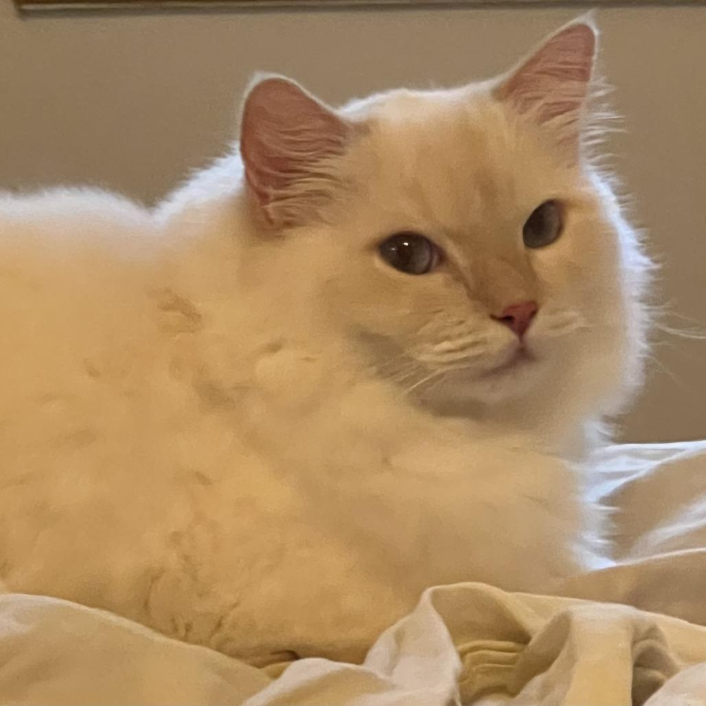 Penelope (R) Ragdoll female kitten