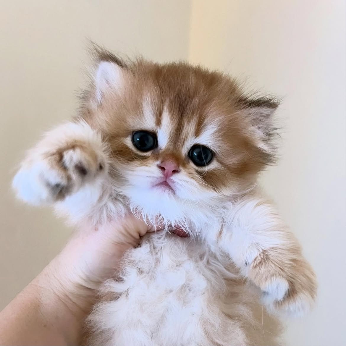 Phil (U) British Shorthair male kitten