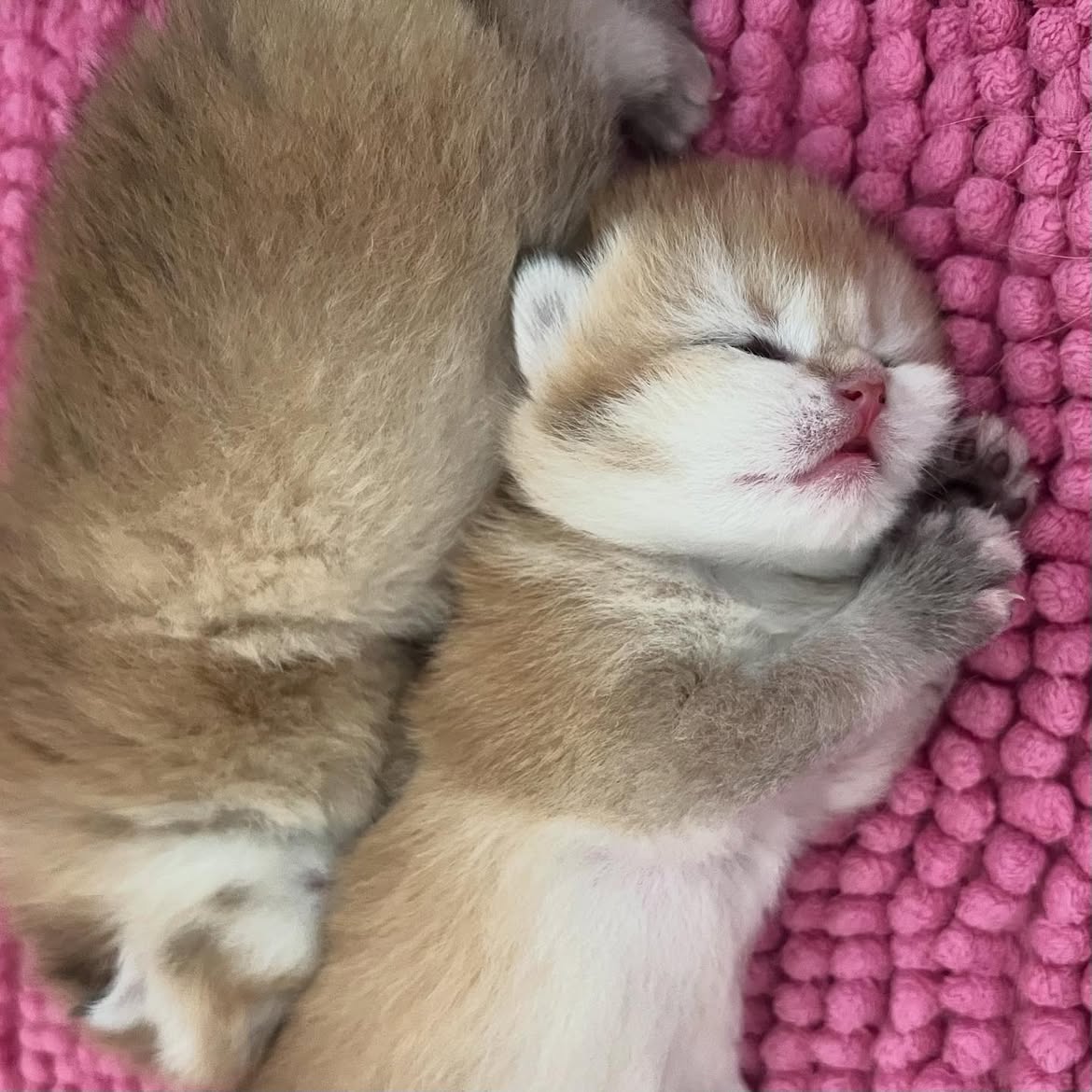 Jay (U) British Shorthair male kitten