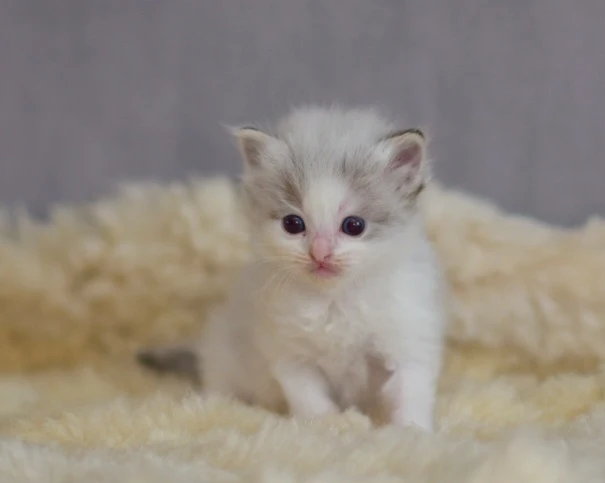 Finn (U) Ragdoll male kitten