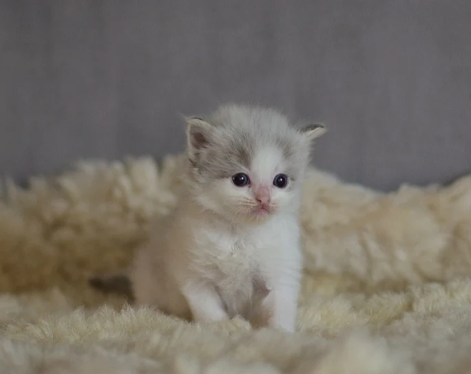 Hazel (U) Ragdoll female kitten