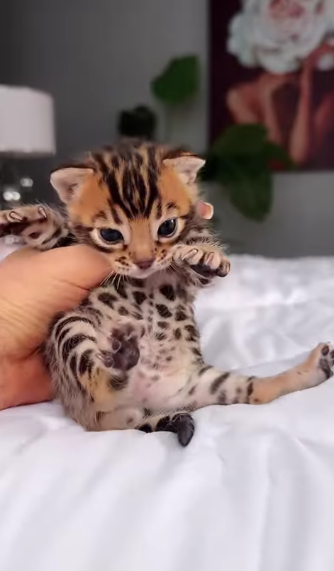 Amara (U) Bengal female kitten