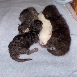 Genifer (U) Munchkin female kitten