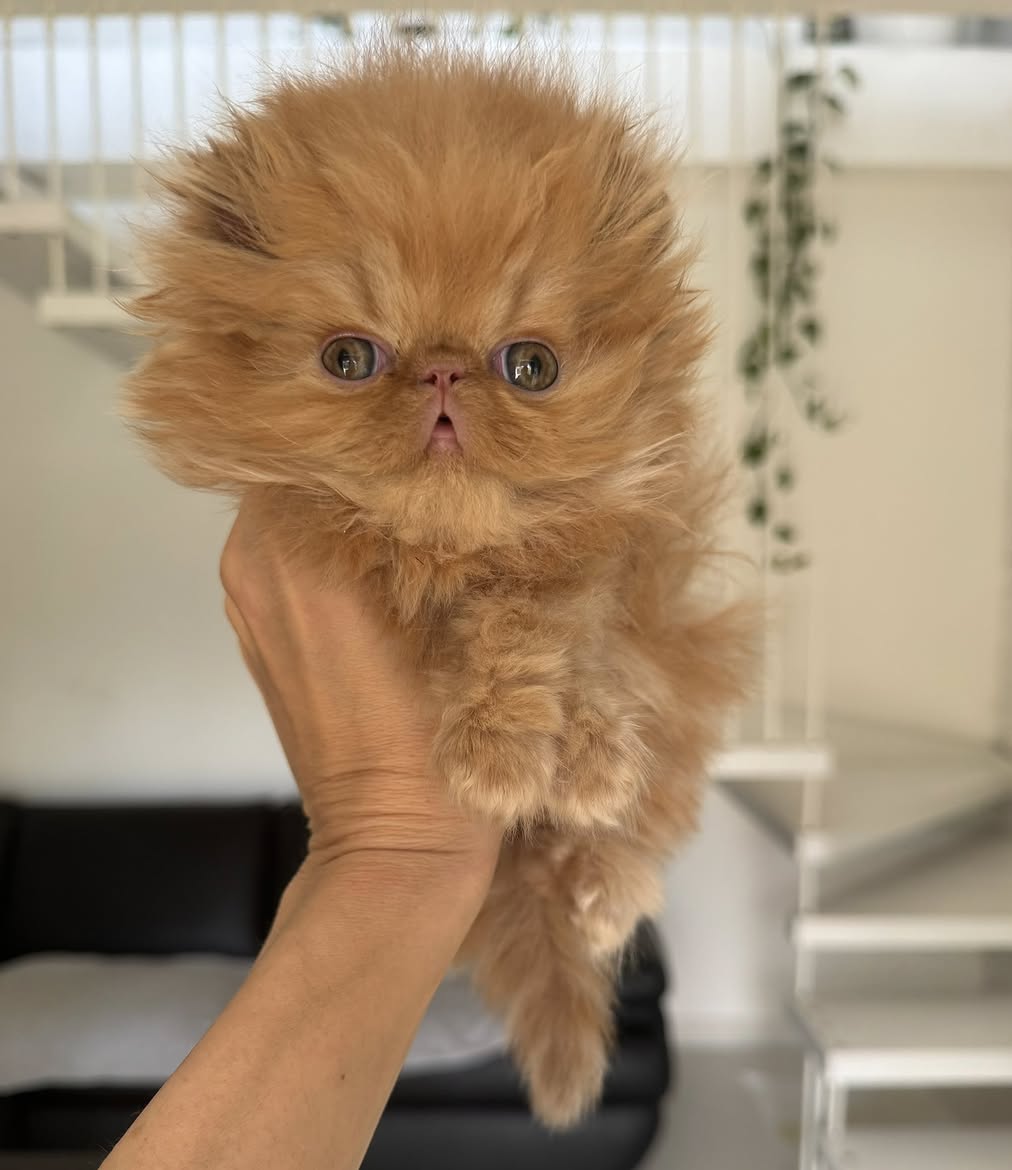 Coco (U) Persian female kitten