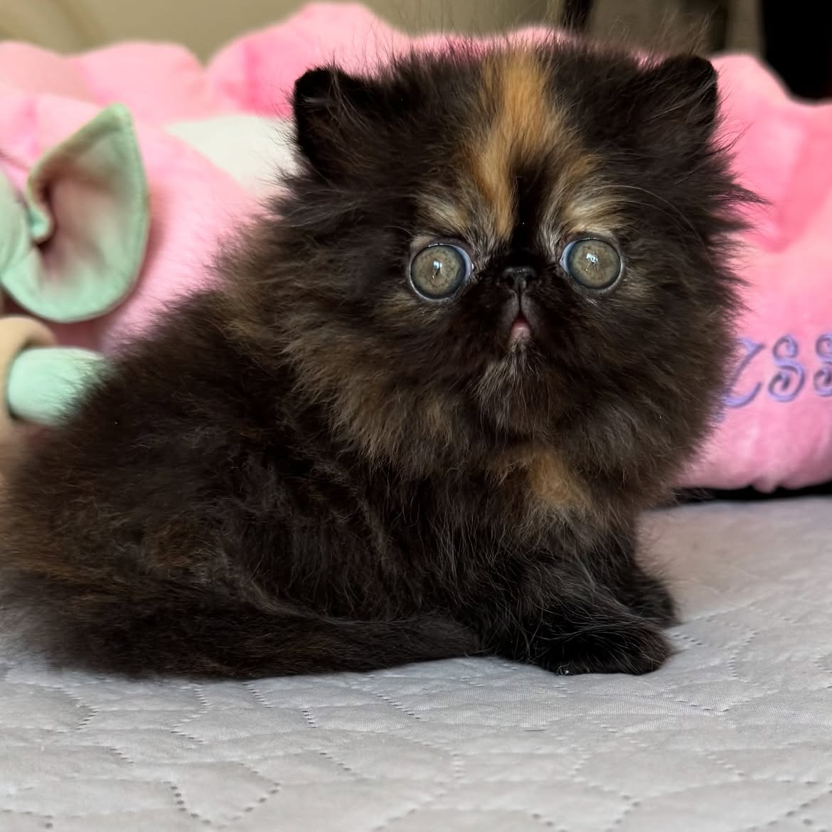 Simba 2