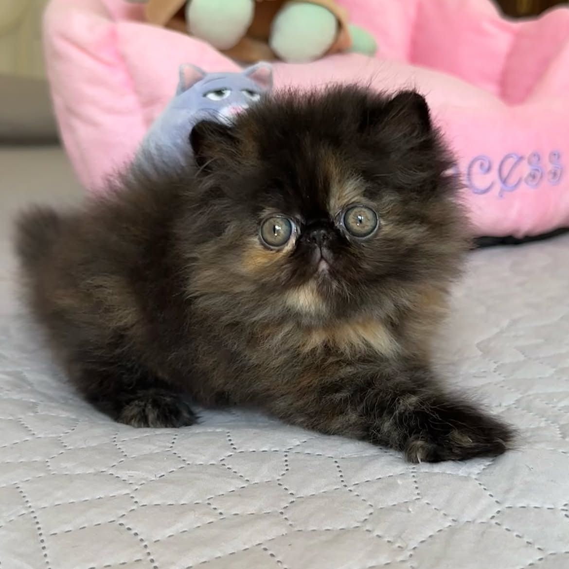 Simba 3