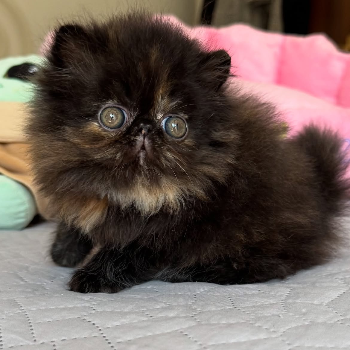 Simba