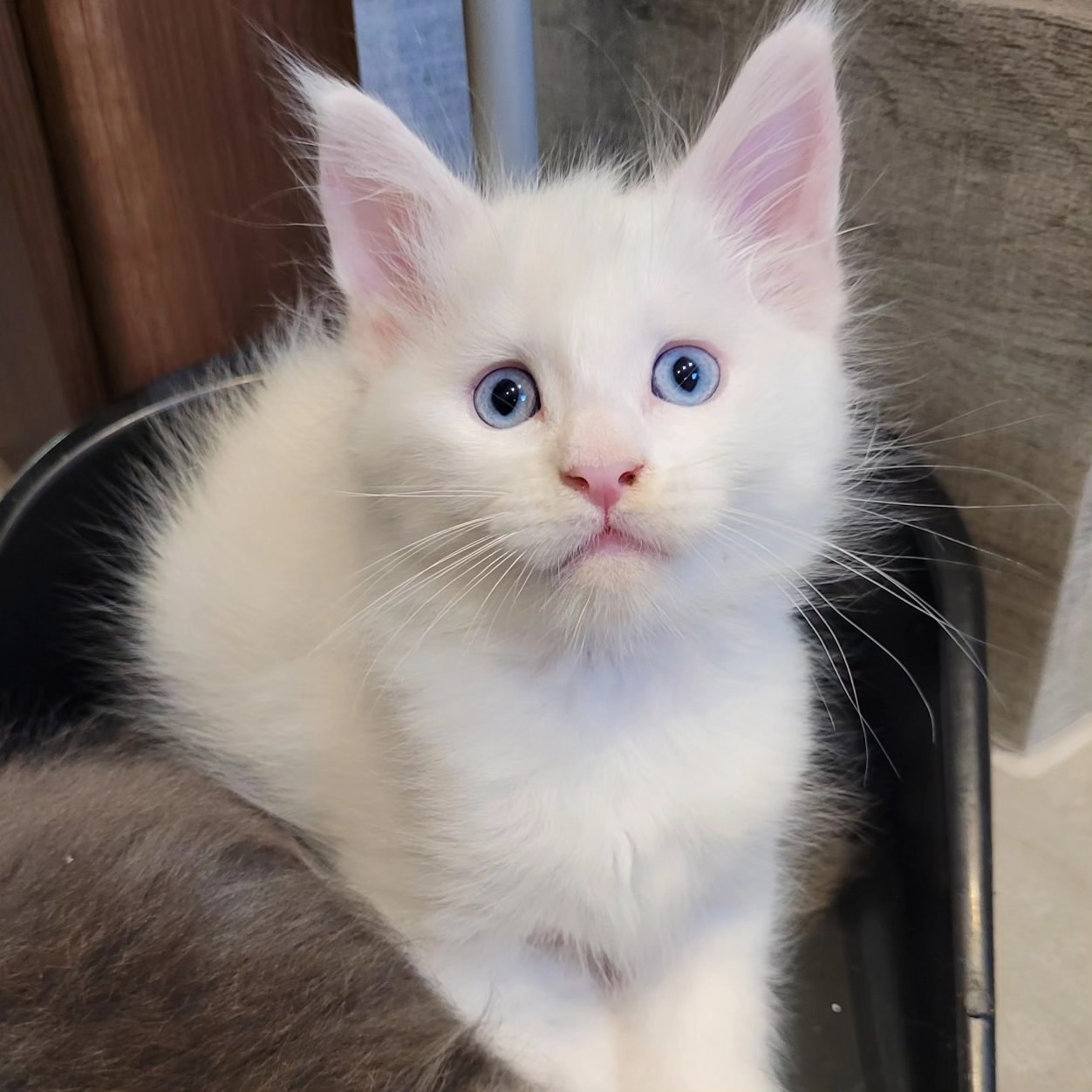 Suki