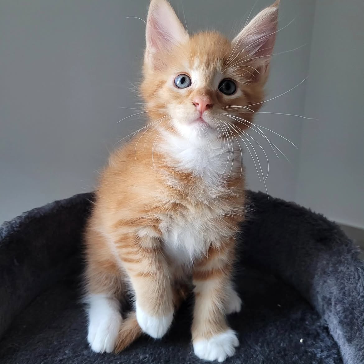 Milo
